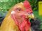 "Dutch Chicken" by Dino Dil