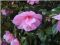 "Yet another pink flower" by Katie