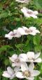 "The Climber" by Betty Whitson