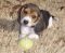 "Shasta - my new Beagle pup" by Kim & Furkids