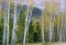 "Stately Aspens" by Barbara Hopkins