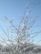 "Treesicle" by Sue
