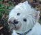 "Innocence With A Dirty Face" by Betty Whitson