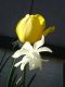 "Spring Flowers" by Betty Whitson