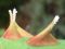 "More Thorns." by Betty Whitson