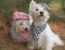 "New hats" by Char