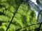 "Native New Zealand Ferns" by Jewels