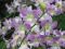 "Singapore National Orchid Gardens" by Jewels