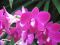 "Orchids" by Jewels