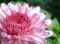 "Raindrops" by Betty Whitson