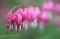 "A Herd of Bleedinghearts" by Michael Whitson