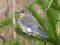 "Mountain Bluebird" by Westietess