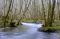 "Gales Creek" by Michael Whitson