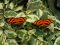 "Twin Butterflies" by Deanna Nellenbach