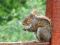 "Soaking Squirrely" by Lynda