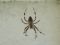 "Spiderthime1" by Dino Dil