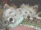 "Sisters" by Betty Whitson