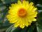 "Straw Flower" by Kim & Furkids