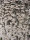 "Fungus on Ash Tree" by Theo